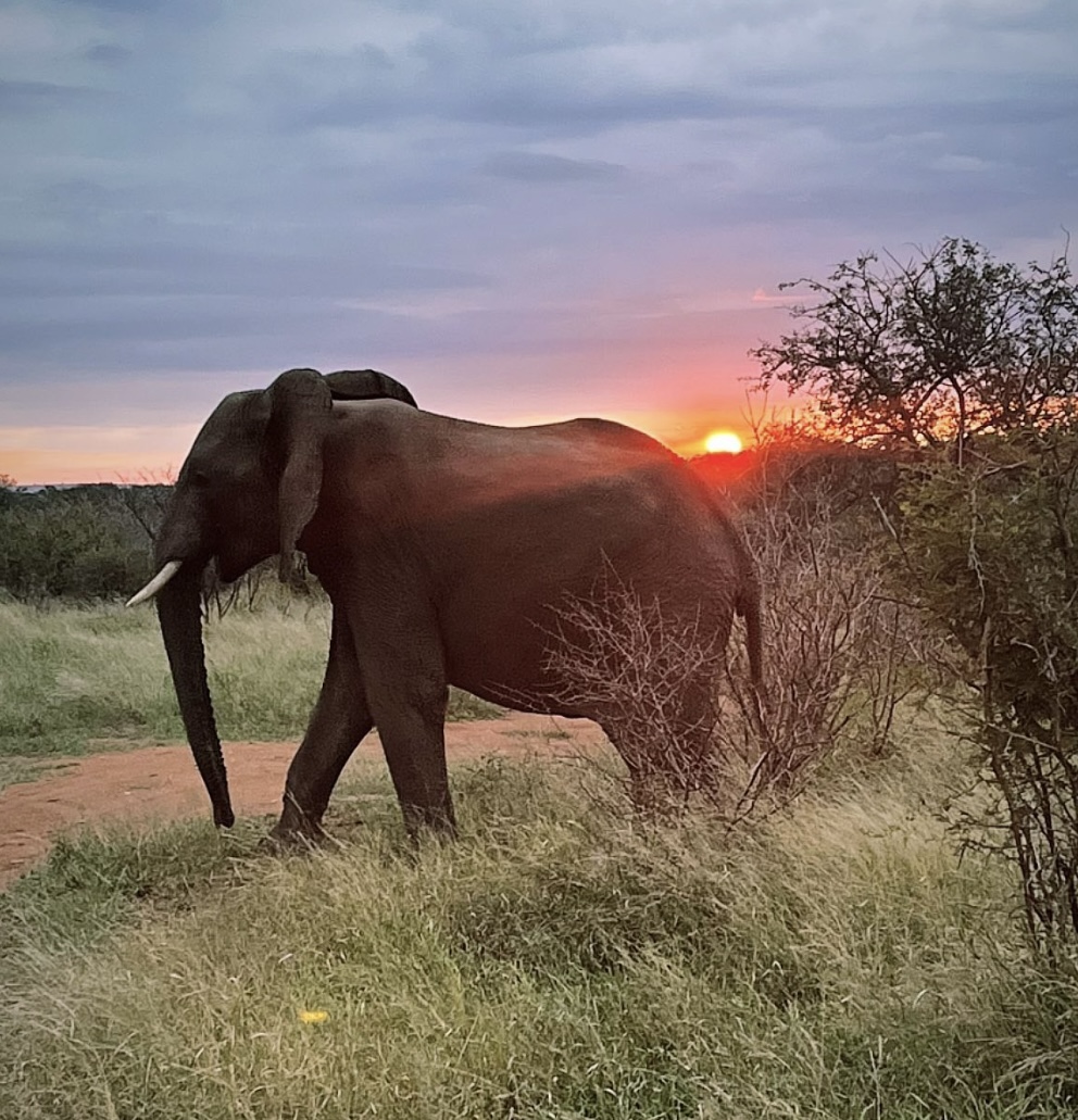 Choisir un safari selon les animaux à voir et le type d’expérience