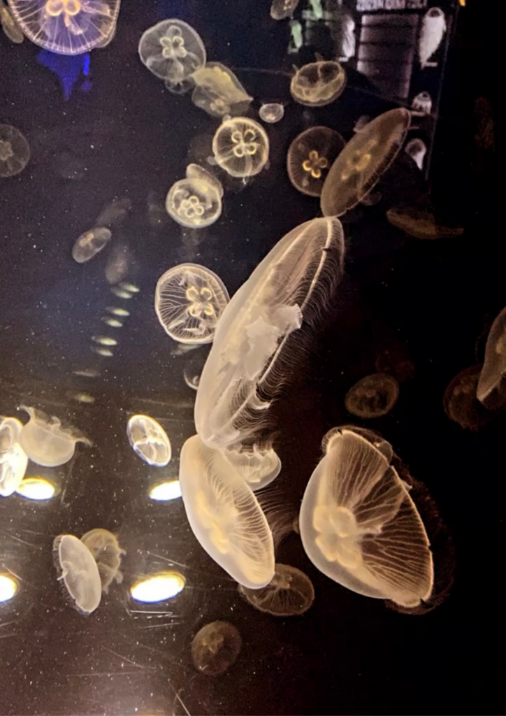 Week-end à La Rochelle : guide complet pour visiter la ville