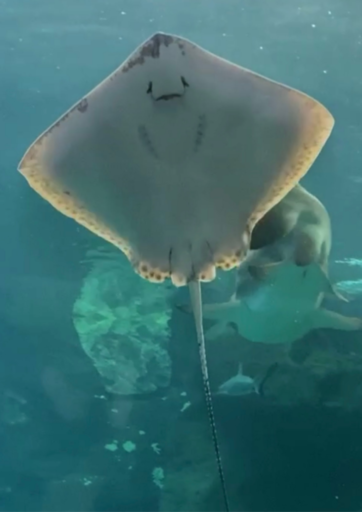 Week-end à La Rochelle : guide complet pour visiter la ville