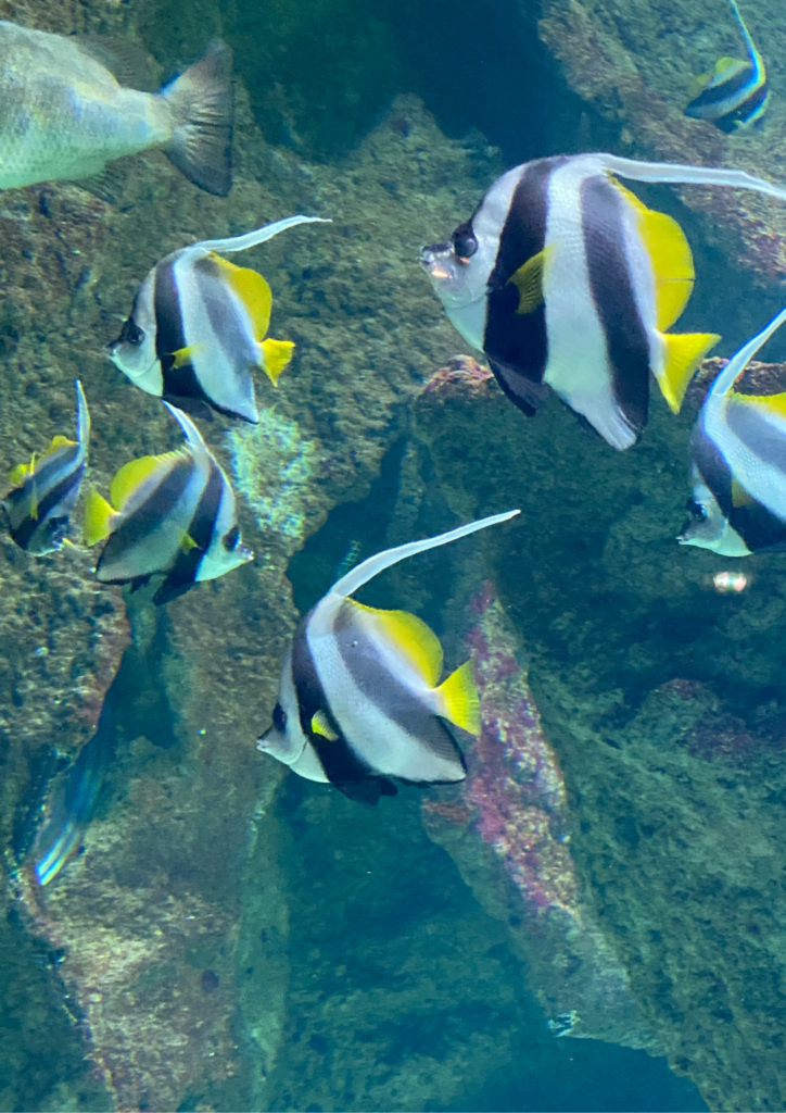 Week-end à La Rochelle : guide complet pour visiter la ville