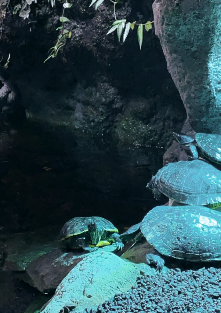 Week-end à La Rochelle : guide complet pour visiter la ville